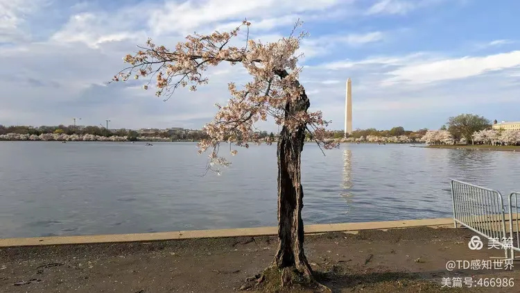 华盛顿特区潮汐湖公园览胜